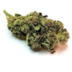 Og Kush