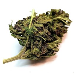 Purple Haze