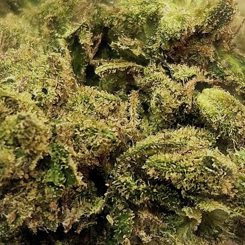 Fleur de CBD : Gorilla Glue - Fleur CBD Outdoor Fleur de CBD : Gorilla Glue - Fleur CBD Outdoor