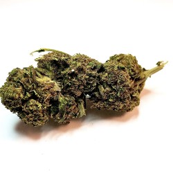 MiniBud Greenhouse