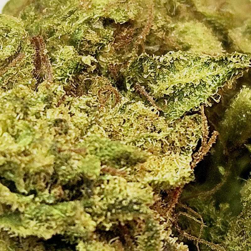 Fleur CBG : Fruit Cake - Fleur CBG