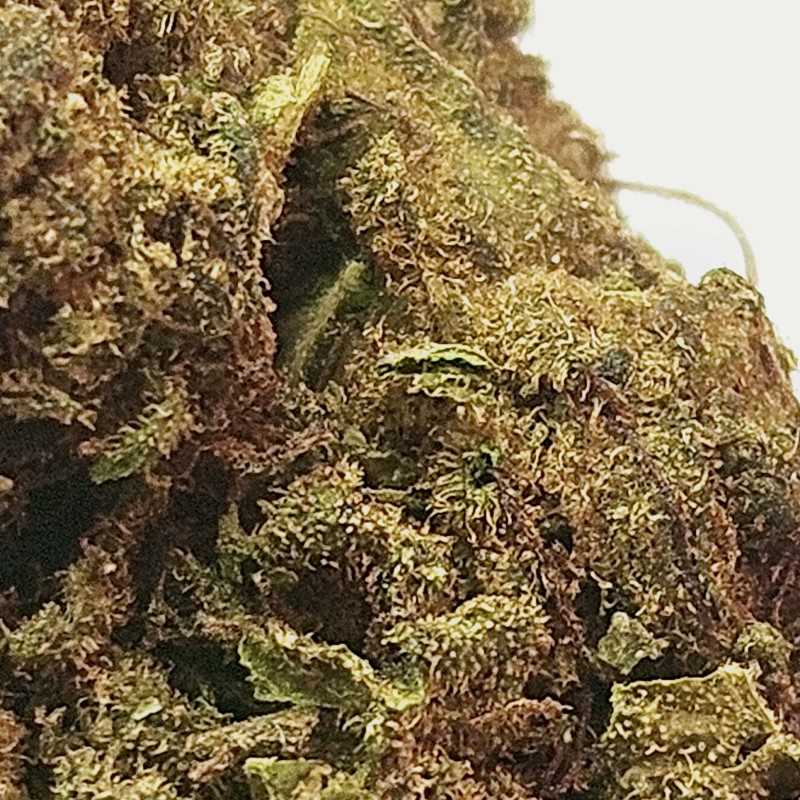 Fleur CBG : Jack herer - Fleur CBG