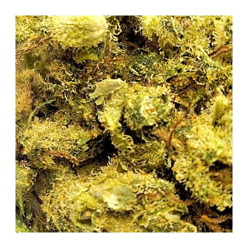 Sour Diesel - Fleur CBD Indoor - Fleurs CBD puissantes | Fleur de c... Sour Diesel - Fleur CBD Indoor - Fleurs CBD puissantes | Fleur de c...
