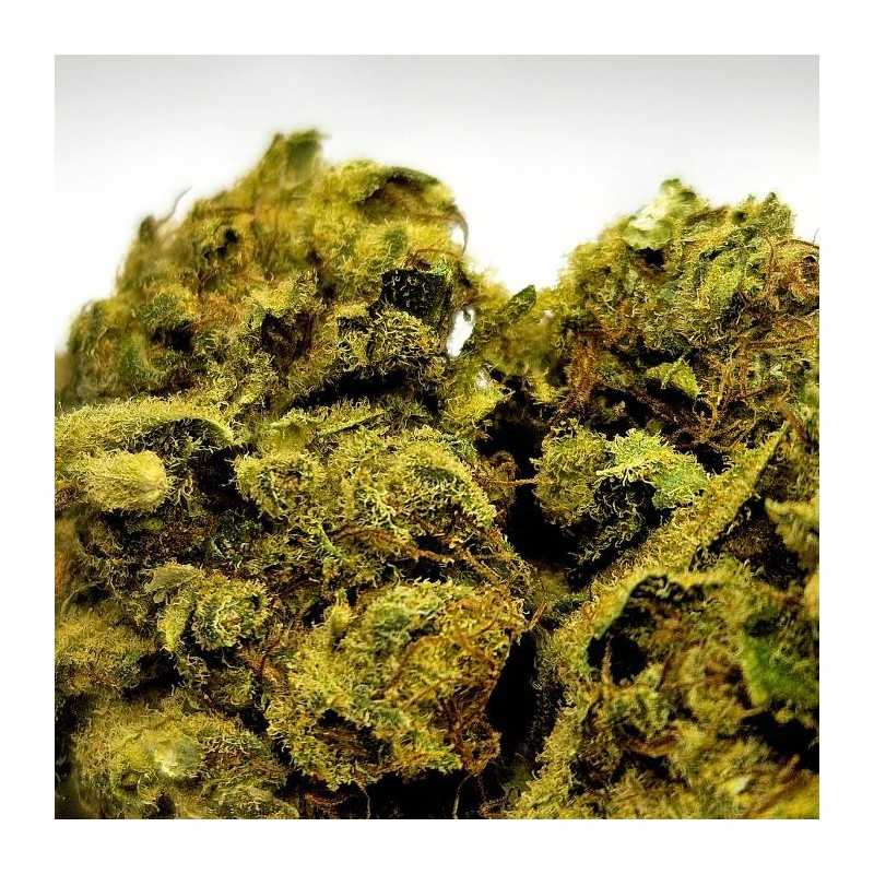 Sour Diesel - Fleur CBD Indoor - Fleurs CBD puissantes | Fleur de c... Sour Diesel - Fleur CBD Indoor - Fleurs CBD puissantes | Fleur de c...