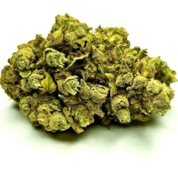 Northern Light