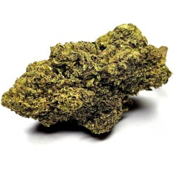 Bubble Gum
