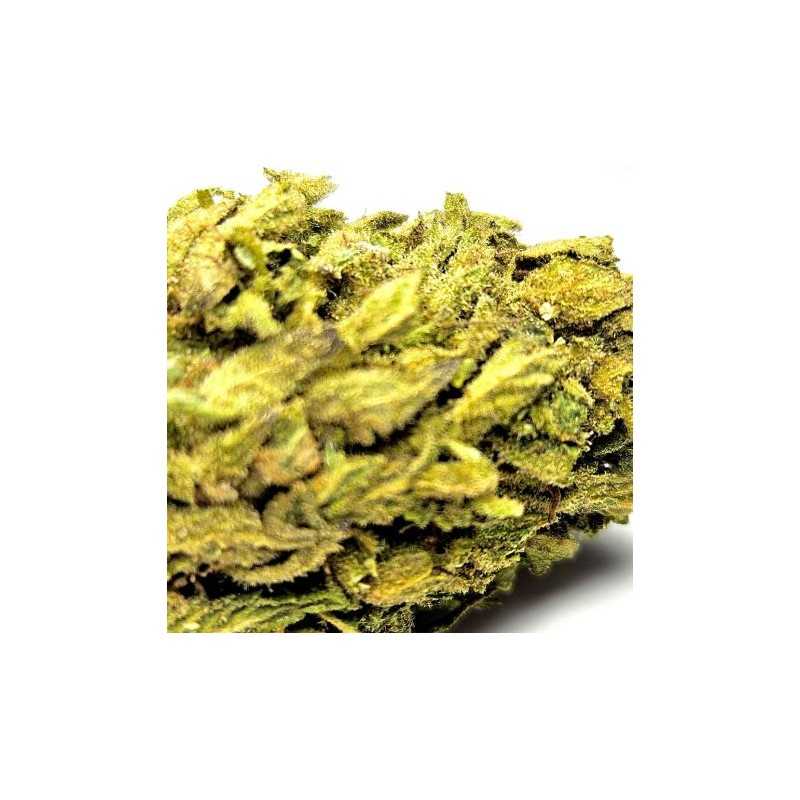 Fleur de CBD : Amnesia - Fleur CBD Outdoor