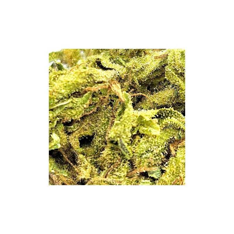 Fleur de CBD : Amnesia - Fleur CBD Outdoor