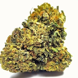 Tropical Haze