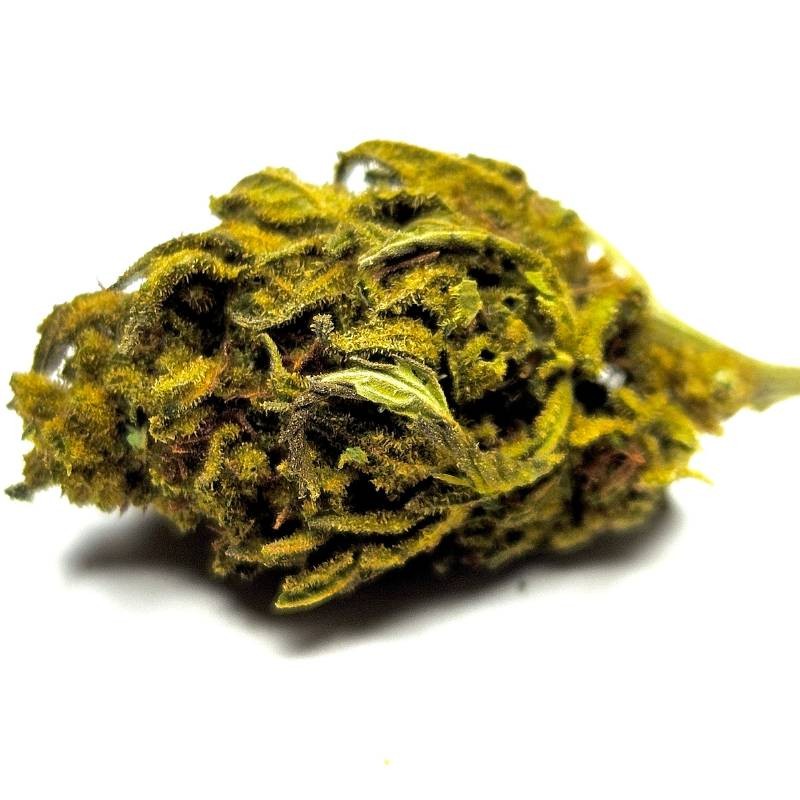 Fleur de CBD : Harlequin - Fleur CBD Outdoor Fleur de CBD : Harlequin - Fleur CBD Outdoor