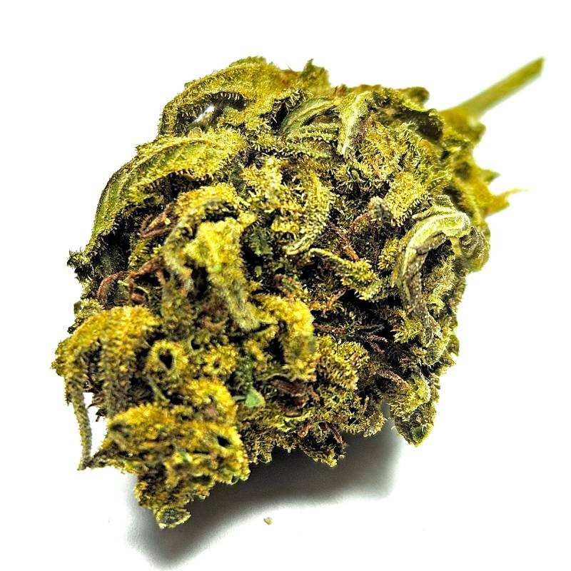 Fleur de CBD : Harlequin - Fleur CBD Outdoor Fleur de CBD : Harlequin - Fleur CBD Outdoor
