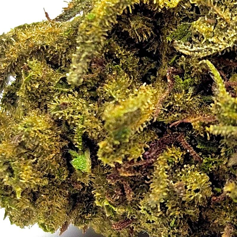 Fleur de CBD : Harlequin - Fleur CBD Outdoor Fleur de CBD : Harlequin - Fleur CBD Outdoor