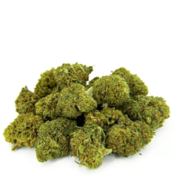 MiniBud Premium