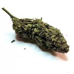 Girls Scoot Cookies