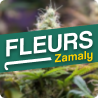 ZAMALY - Powerful CBD Flowers - Online CBD Store