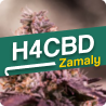 Zamaly - Fleurs H4CBD - boutique cbd en ligne