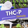 ZAMALY - THC-P le CBD puissantes - Boutique CBD en ligne