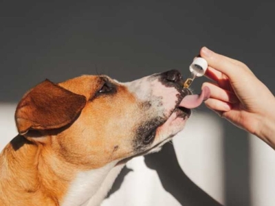 CBD pour animaux : bienfaits, utilisations, dosages